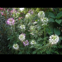 Bougainvillier - Bougainvillea Glabra (fam Nyctaginacees) (Bresil) (1)